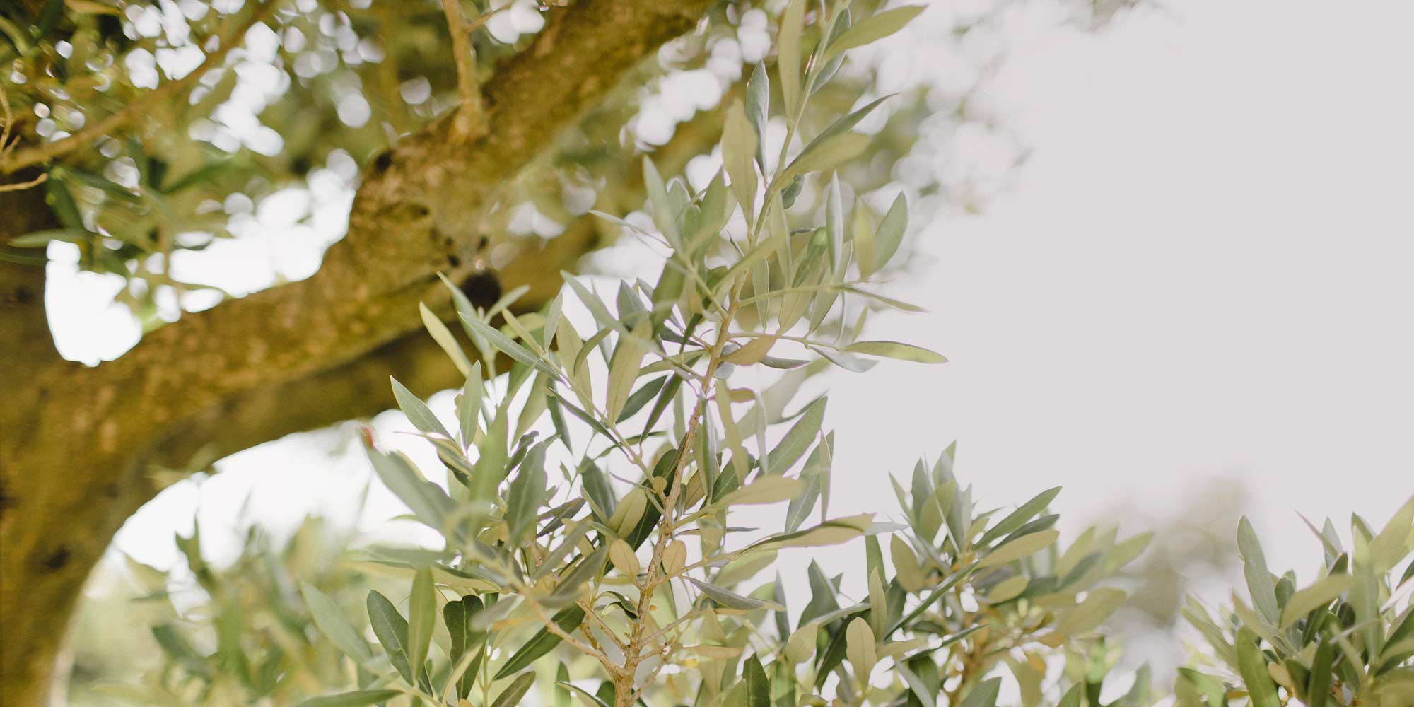 petit roulet wedding venue france