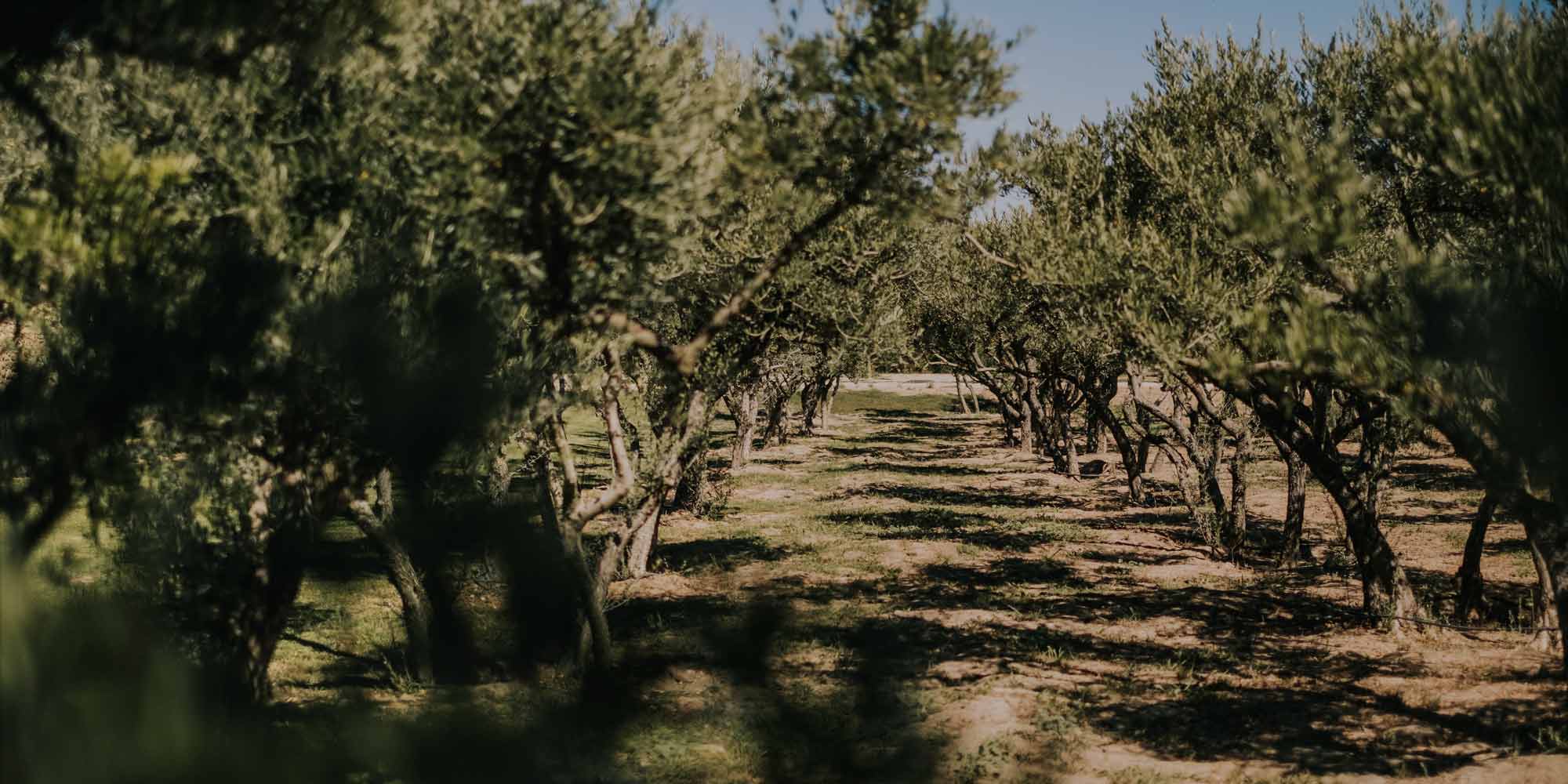 rustic wedding venue provence