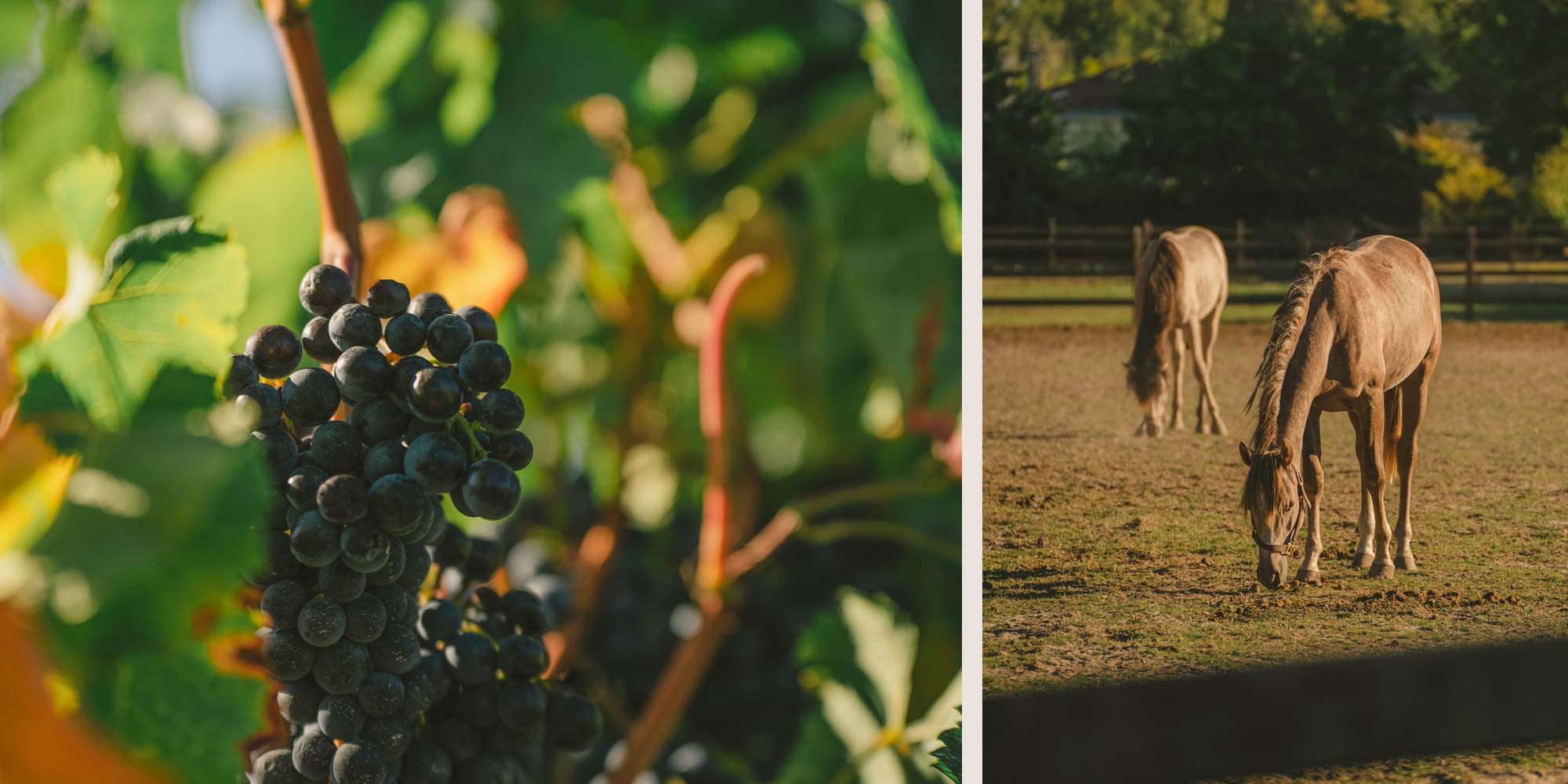 french wedding chateau vineyards