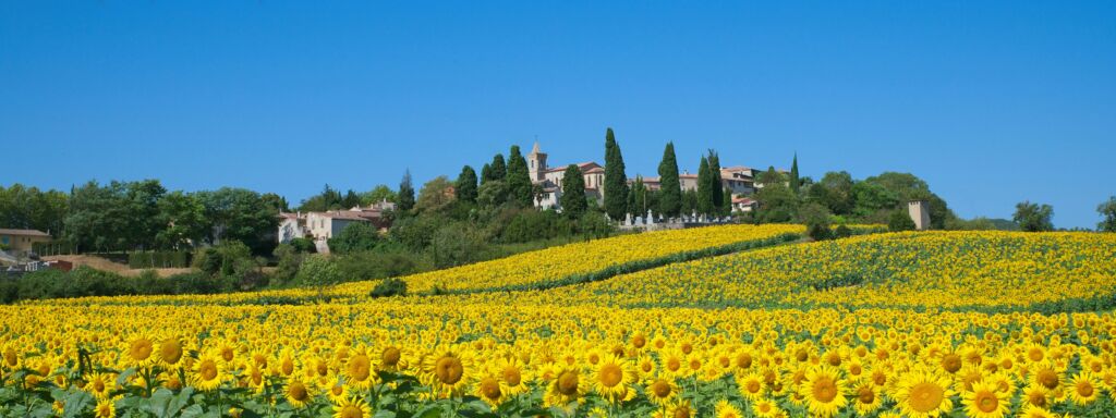 sunflower wedding france