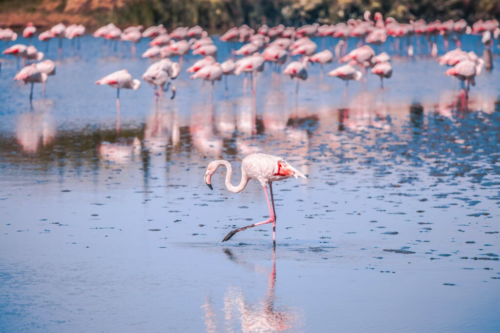 camargue wedding venues