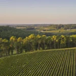 vineyard wedding st emilion