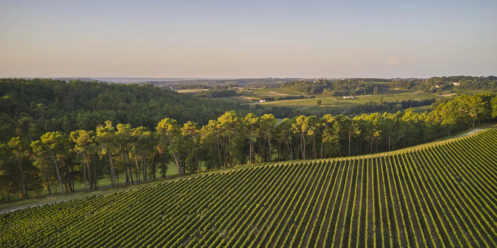 vineyard wedding st emilion