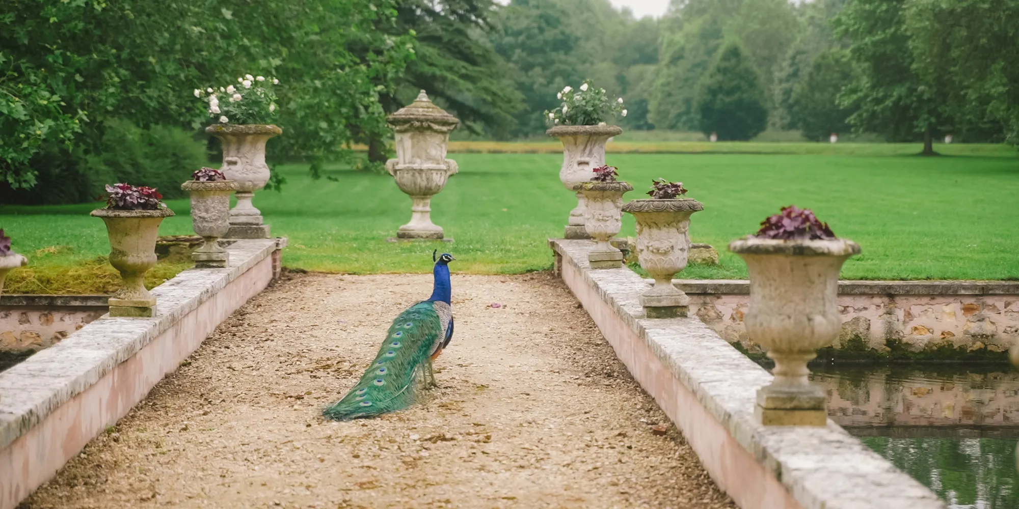 chateau with peacock wedding