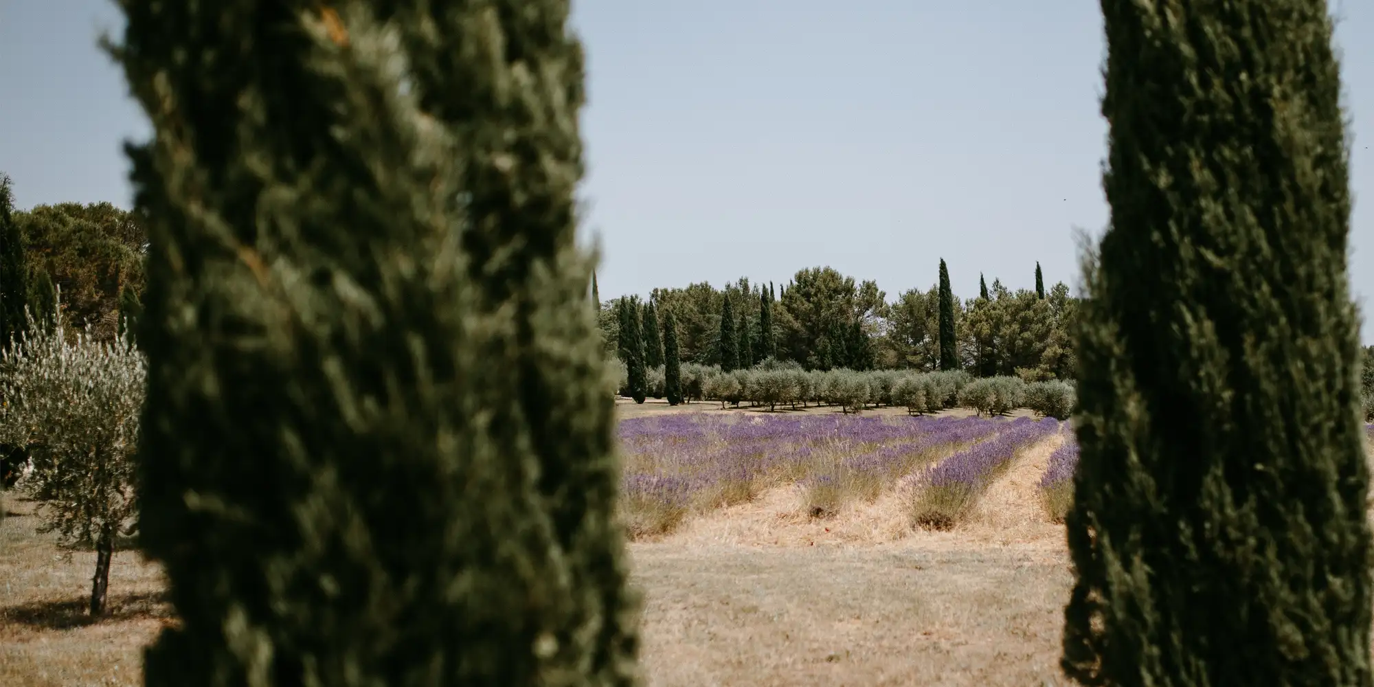 wedding in lavender fields france