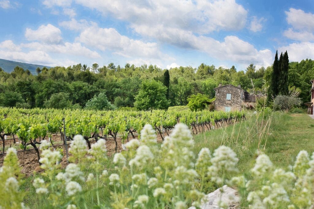 Luxury venues for weddings , French vineyard